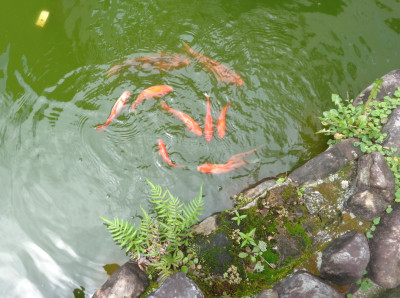 池
