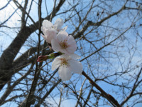 桜