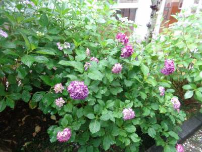 紫陽花