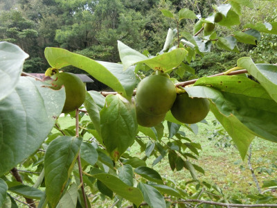CIMG7912